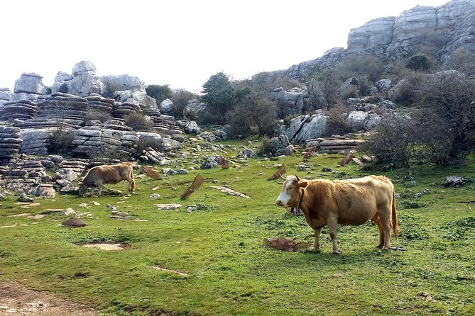Private Hiking in El Torcal From Marbella or Malaga - Cancellation Policy
