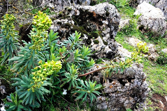 Private Hiking in El Torcal From Marbella or Malaga - Common Questions