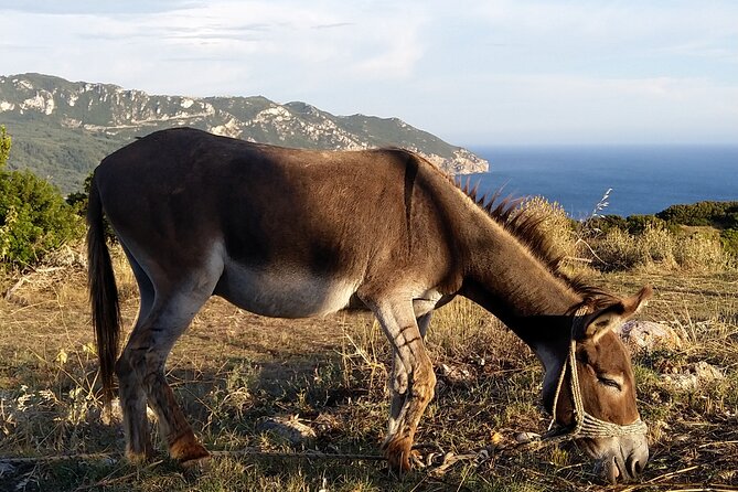 Private Hiking on Azure Beaches and Unspoiled Olive Groves - Cancellation Policy