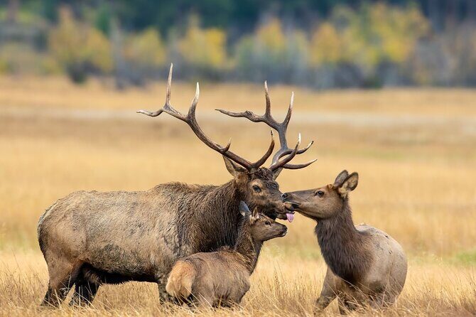 Private Hiking Tour Experience at Rocky Mountain National Park - A Deep Dive into the Rocky Mountain National Park Private Hiking Tour