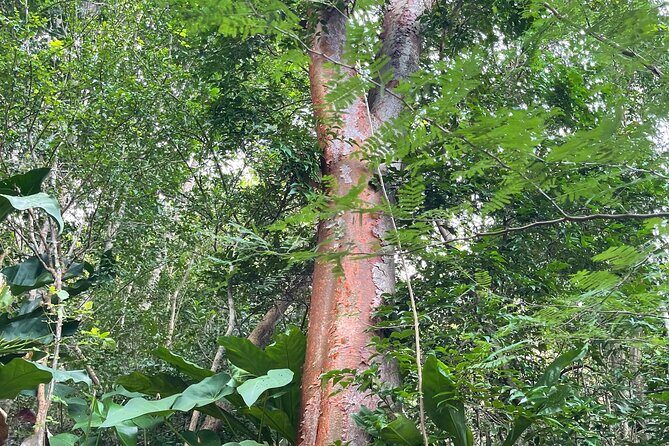 Private Hiking Tour in British Virgin Island with the Best 360 View - The Sum Up