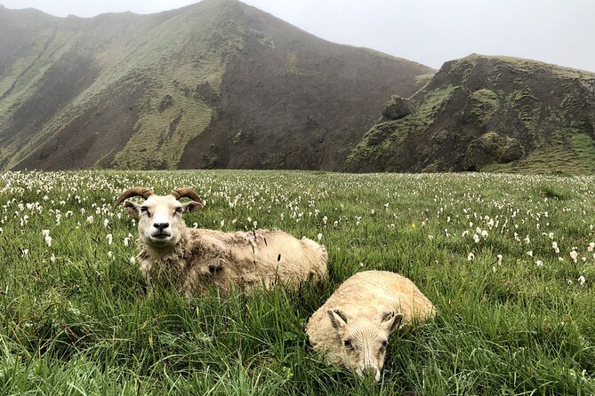 Private Hiking up the Mystical Reykjadalur - Hot River Bathing - Capturing Memories: Photography Tips
