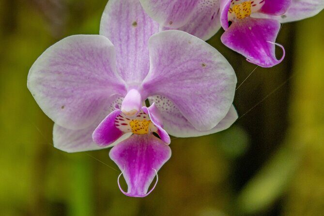 Private Hilo Shore Excursion - Botanical Gardens & Waterfalls - Who Would Love This Tour?