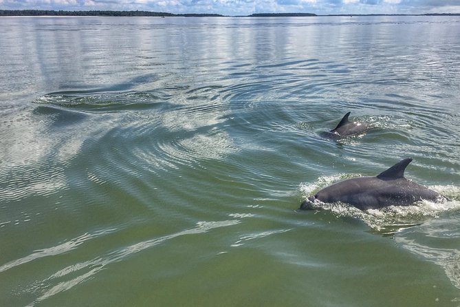 Private Hilton Head Dolphin Tour - The Sum Up