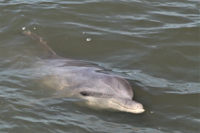 Private Hilton Head Sunset Dolphin Tour - Pricing and Terms