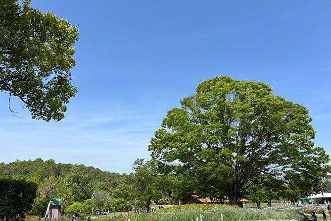 Private Himeji Drive with Fresh Oyster in Winter and Culture - Island Charm on Ieshima