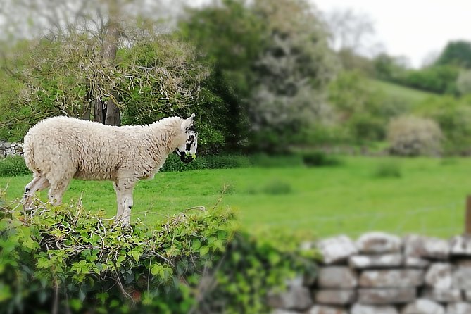 Private Hire: Yorkshire Dales From Leeds in 16 Seater Minibus - The Sum Up