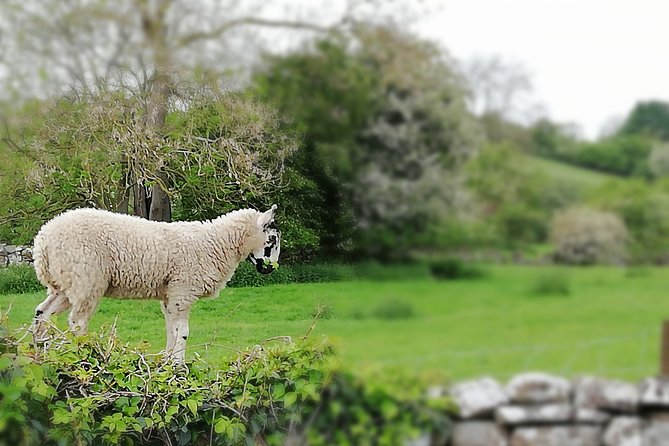 Private Hire: Yorkshire Dales From York in 16 Seater Minibus - Pickup Options