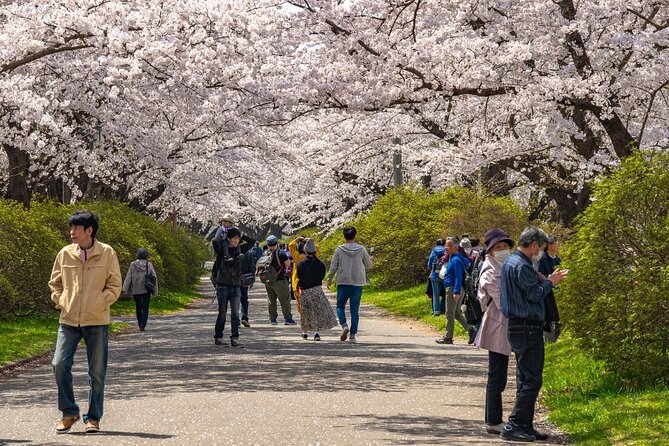 Private Hiroshima Cherry Blossom and Sakura Experience - Private Guided Tours for Cherry Blossom Viewing