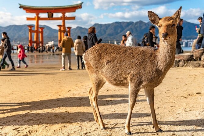 Private Hiroshima Tour With a Local, Highlights & Hidden Gems, 100% Personalised - Pricing and Booking