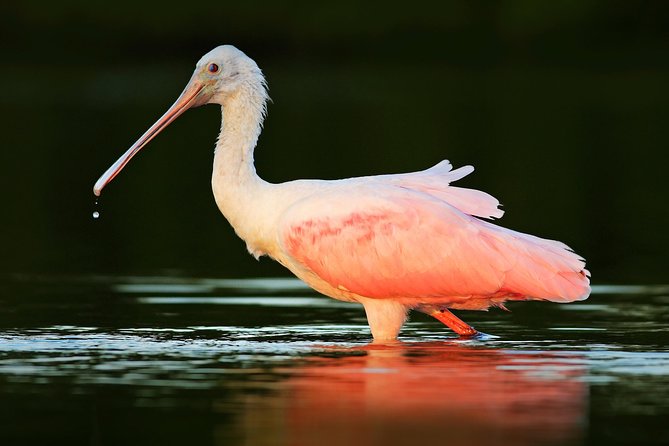Private Historical Wildlife and Dolphin Cruise South Padre Island - Customer Reviews and Guide Brady