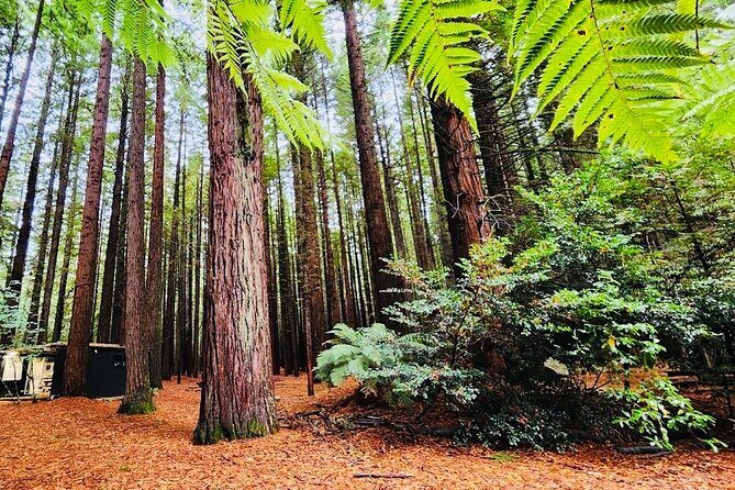 Private Hobbiton movie set & Blue springs from Auckland - Who is This Tour Best For?