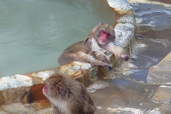 Private Hokkaido Guided 5 Day Tour with Transportation - Who Should Consider This Tour?