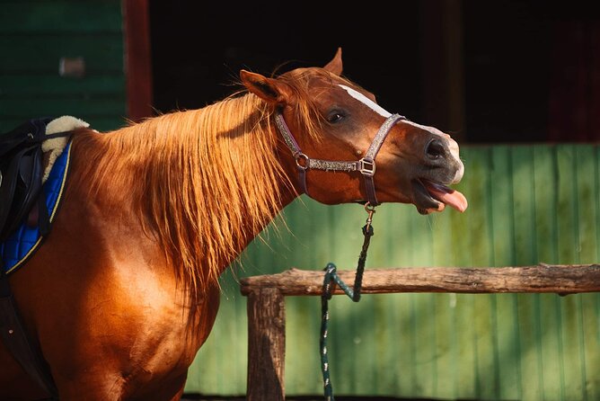Private Horse Riding on the Beach in Riga - What To Know