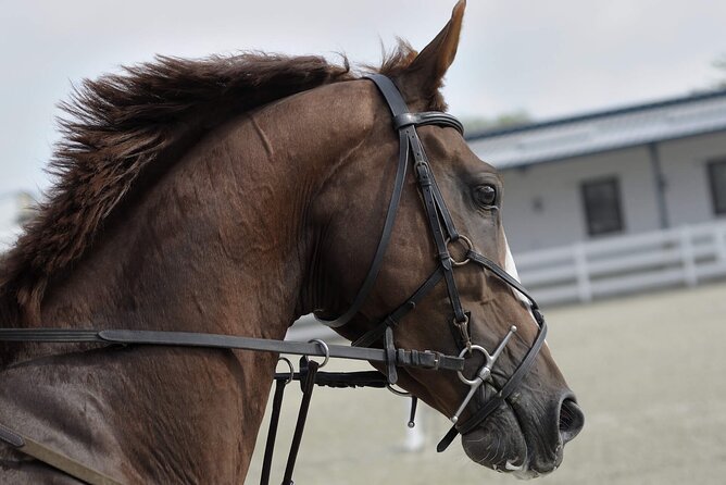 Private Horseback Riding Experience in Doha - Transportation and Infant Seats