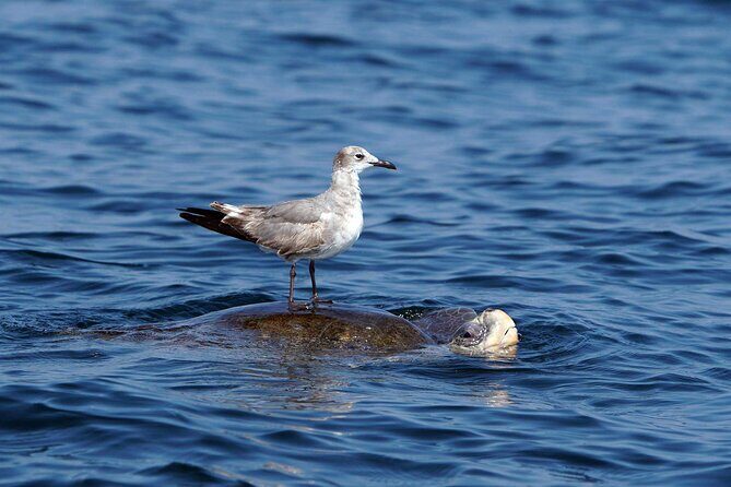 Private Huatulco Ocean, Bays & Coral Reef Snorkeling Adventures - Pricing and Value Analysis