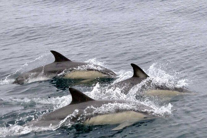 Private Huatulco Ocean, Bays & Coral Reef Snorkeling Adventures - Who Is This Tour Best For?