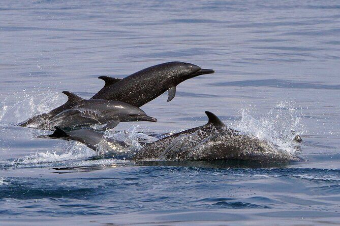 Private Huatulco Ocean, Bays & Coral Reef Snorkeling Adventures - Frequently Asked Questions