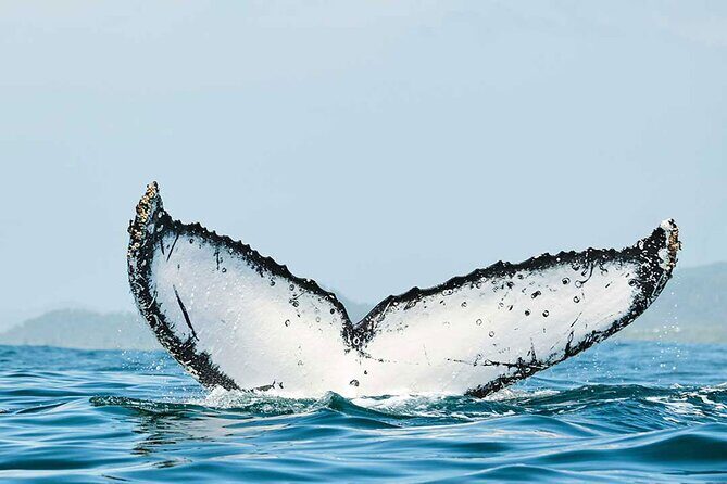 Private Huatulco Whale & Dolphin Adventures - The Experience in Detail: What to Expect