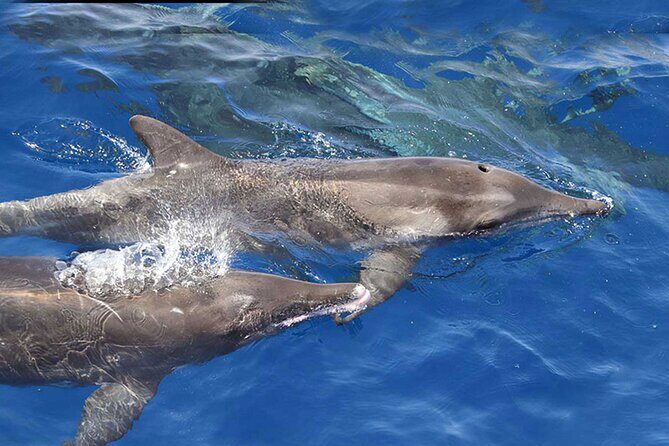 Private Huatulco Whale & Dolphin Adventures - Finding the Marine Life: Spotting and Learning