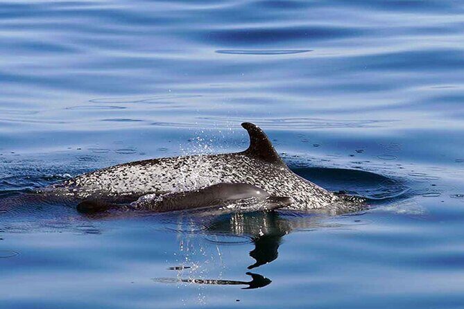 Private Huatulco Whale & Dolphin Adventures - Authentic Encounters and Respectful Viewing