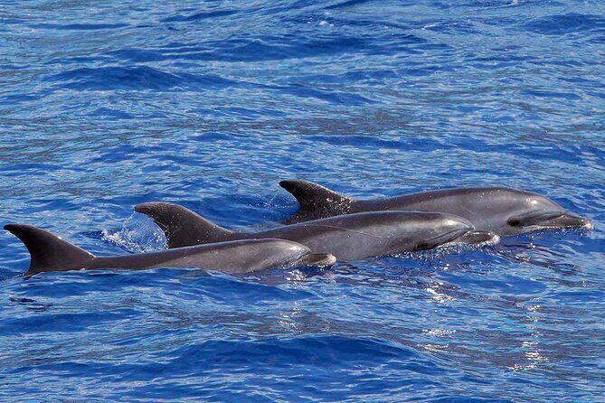 Private Huatulco Whale & Dolphin Adventures - What’s Included and Additional Costs