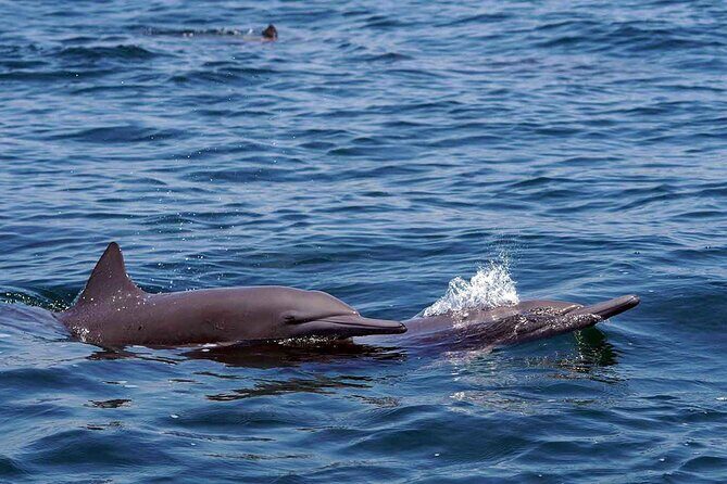 Private Huatulco Whale & Dolphin Adventures - Analyzing the Value