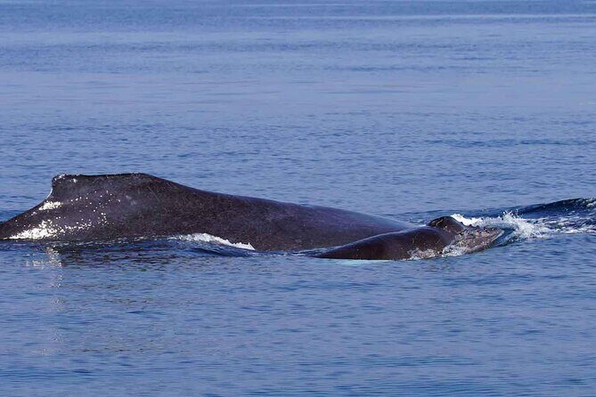 Private Huatulco Whale & Dolphin Adventures - Who Is This Tour Perfect For?