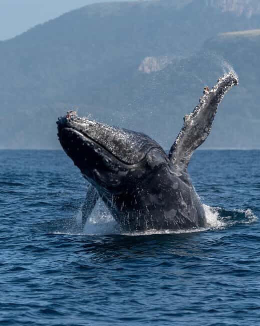Private: Humpback Whale Encounter in Samaná Bay - Good To Know