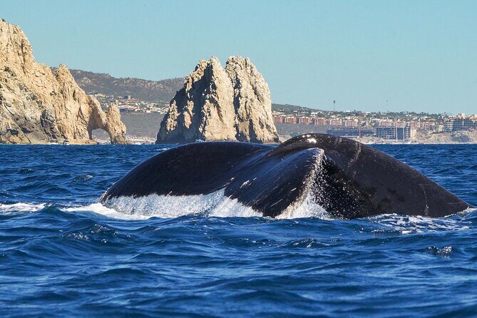 Private Humpback Whale Watching in Cabo San Lucas - Private Humpback Whale Watching in Cabo San Lucas: An In-Depth Review