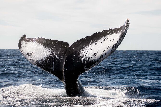Private Humpback Whale Watching in Cabo San Lucas - What to Expect from the Itinerary