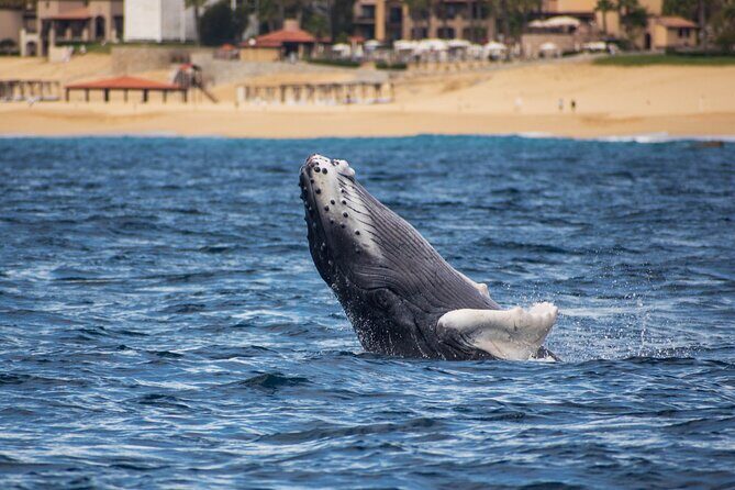 Private Humpback Whale Watching in Cabo San Lucas - Practical Tips for Booking and Enjoying Your Tour