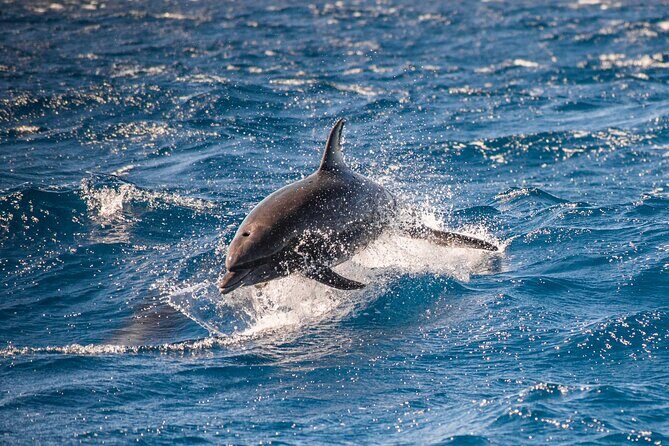 Private Humpback Whale Watching in Cabo San Lucas - Who Is This Tour Best Suited For?