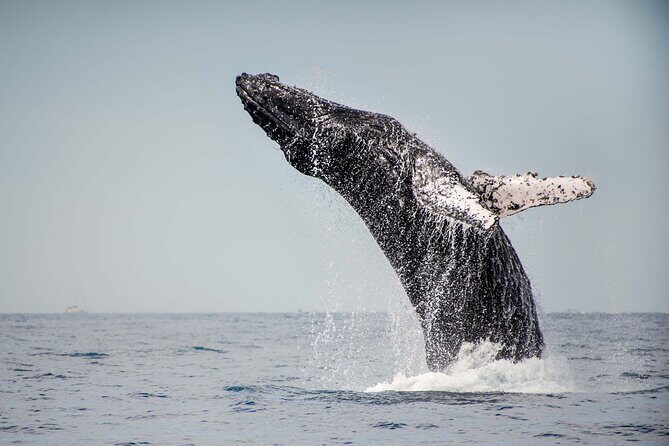 Private Humpback Whale Watching in Cabo San Lucas - Final Thoughts