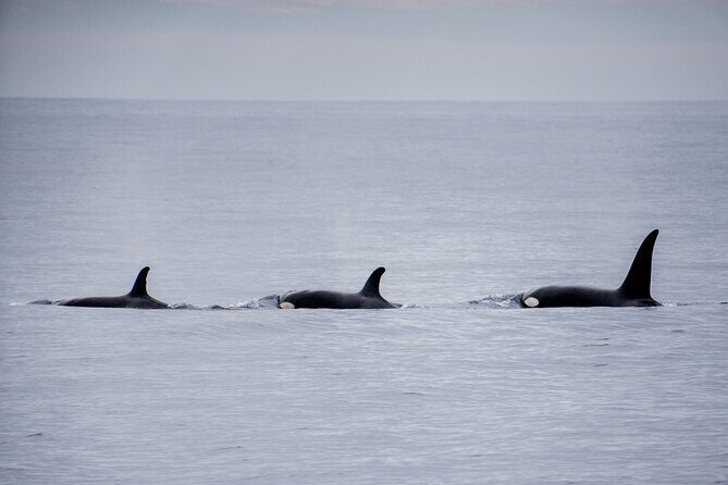 Private Humpback Whale Watching in Cabo San Lucas - FAQ
