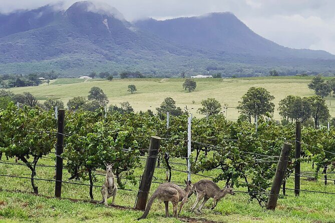 Private Hunter Valley Wine Tasting Tour from Sydney - What Reviewers Say About This Tour