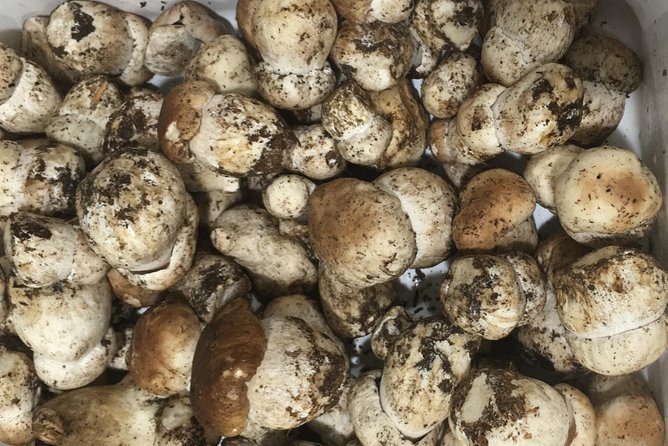 Private Hunting Of Truffle And Mushrooms With Chef Luigi Gandola In Bellagio - Reviews Overview
