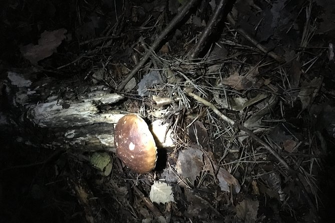 Private Hunting Of Truffle And Mushrooms With Chef Luigi Gandola In Bellagio - Meeting and Pickup
