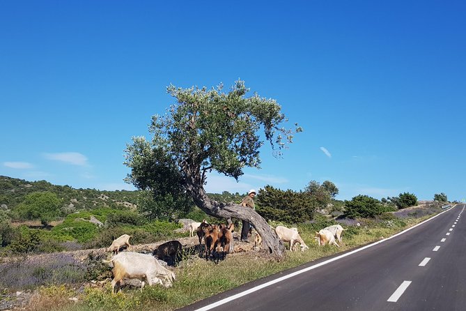 Private Hvar Island Tour and Olive Oil Tasting - Reviews Summary
