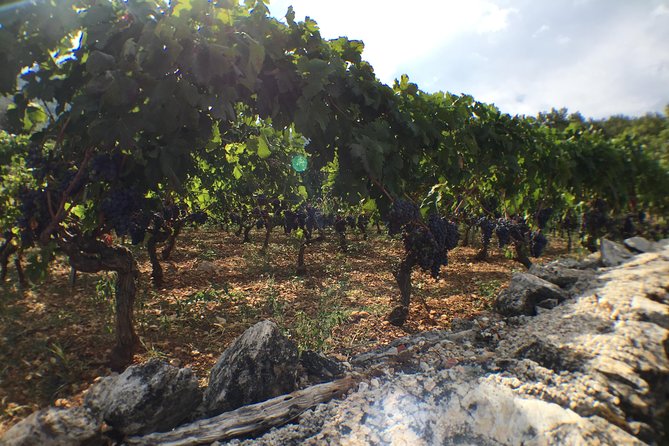 Private Hvar Wine Tasting Tour - Frequently Asked Questions