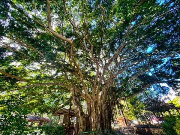 Private Iao Valley/Upcountry VIP Farm Tour- Full Day - Common Questions