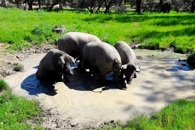 Private Iberian Ham Tour to the Sierra De Aracena - Full-Day Tour of the Sierra De Aracena