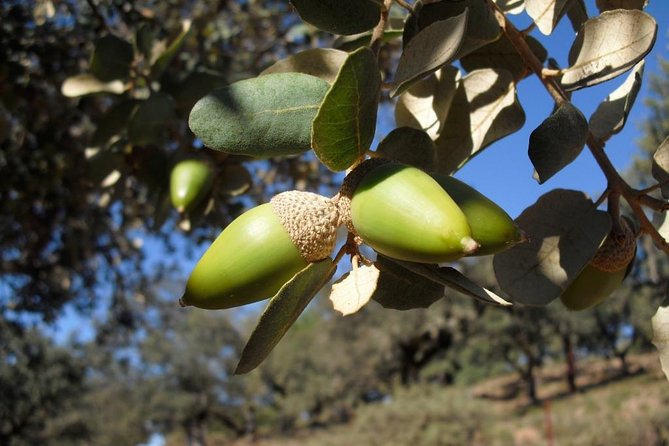 Private Iberian Ham Tour to the Sierra De Aracena - Traveler Photos and Reviews