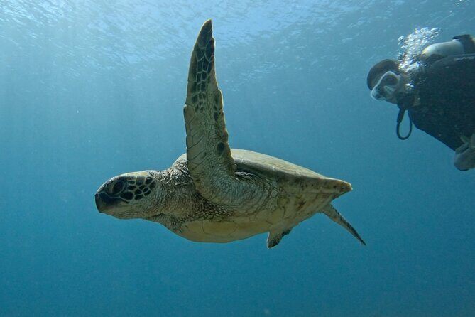 PRIVATE Introductory Discover Scuba Diving For Beginners - The Experience Breakdown