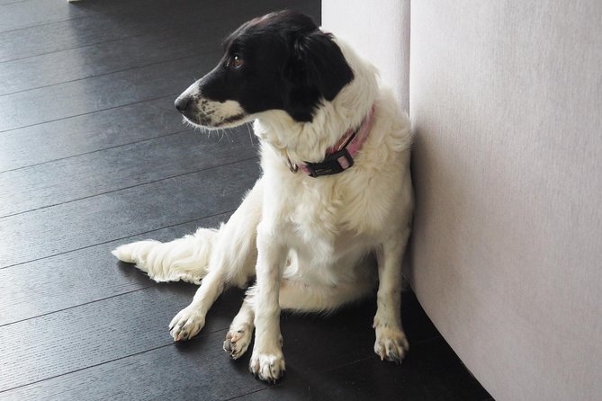 Private Irish Fusion Meal in a Modern Home in Skerries, Dublin - Common Questions