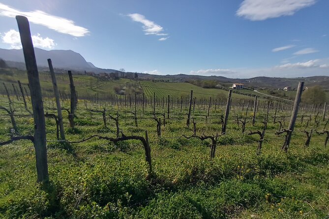 Private Irpinia Wine Tour From POSITANO, AMALFI or RAVELLO - Tour Highlights