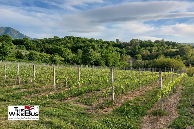 Private Irpinia Wine Tour From POSITANO, AMALFI or RAVELLO - The Sum Up