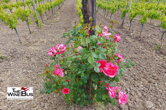 Private Irpinia Wine Tour From Sorrento With Sommelier - Traveler Photos