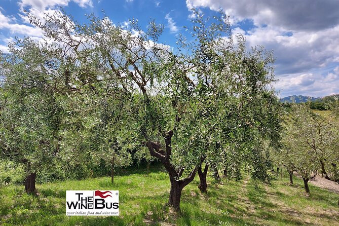 Private Irpinia Wine Tour From Sorrento With Sommelier - Common Questions