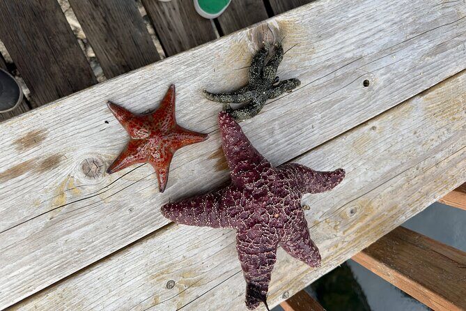 Private Island Experience in Sitka - Who Should Book This Tour?  